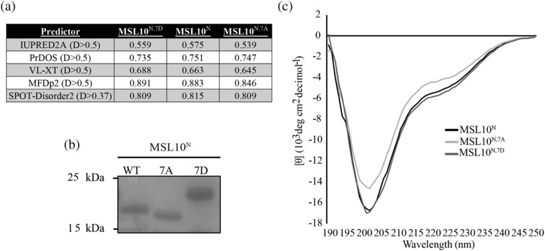 Mechanosensitive ion channels MSL8, MSL9, and MSL10 have environmentally sensitive intrinsically disordered regions with distinct biophysical characteristics in vitro.