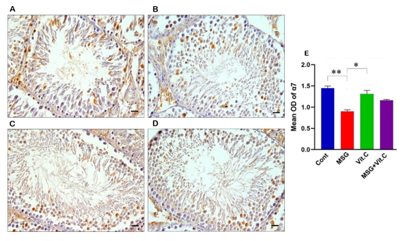 Monosodium Glutamate Effect on The Expression of ɑ7nACHR and ɑ4nACHR Subunits in The Testicular Tissue.