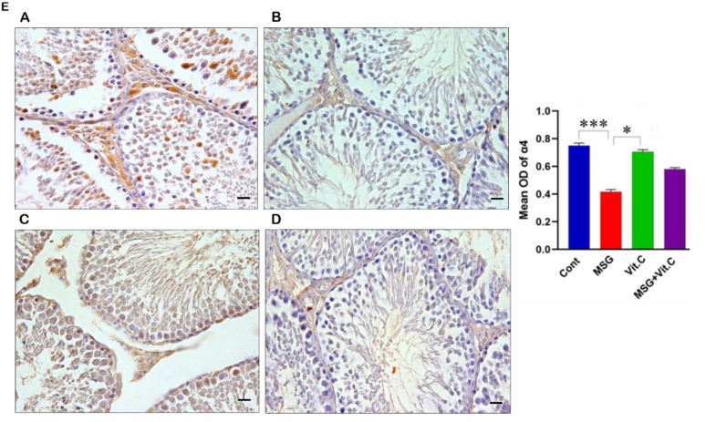 Monosodium Glutamate Effect on The Expression of ɑ7nACHR and ɑ4nACHR Subunits in The Testicular Tissue.