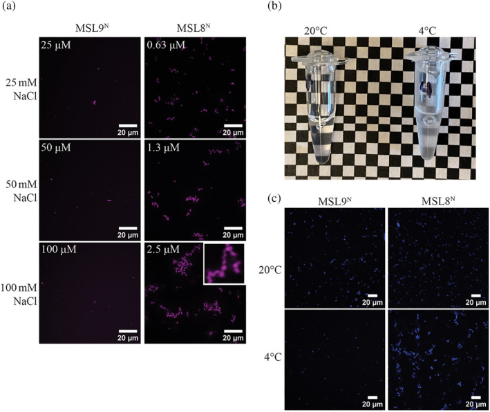 Mechanosensitive ion channels MSL8, MSL9, and MSL10 have environmentally sensitive intrinsically disordered regions with distinct biophysical characteristics in vitro.