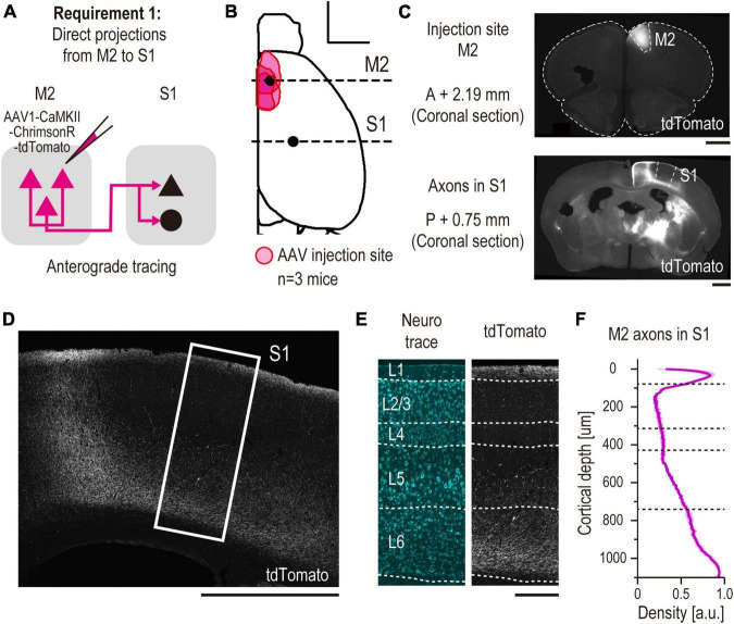 Anatomical identification of a corticocortical top-down recipient inhibitory circuitry by enhancer-restricted transsynaptic tracing.