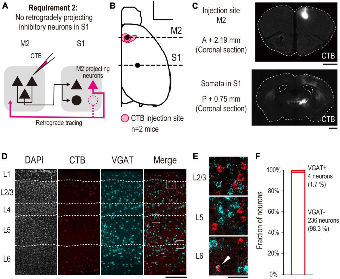 Anatomical identification of a corticocortical top-down recipient inhibitory circuitry by enhancer-restricted transsynaptic tracing.