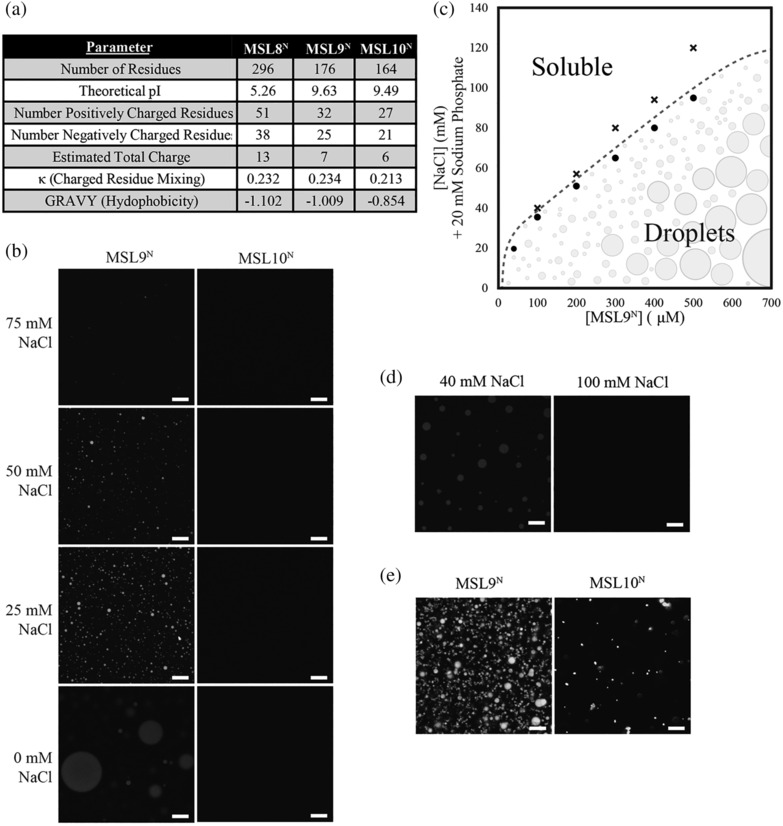 Mechanosensitive ion channels MSL8, MSL9, and MSL10 have environmentally sensitive intrinsically disordered regions with distinct biophysical characteristics in vitro.