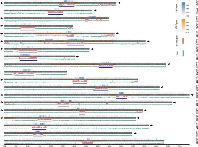 A gap-free reference genome reveals structural variations associated with flowering time in rapeseed (<i>Brassica napus</i>).