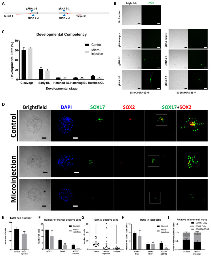 The number of primitive endoderm cells in the inner cell mass is regulated by platelet-derived growth factor signaling in porcine preimplantation embryos.