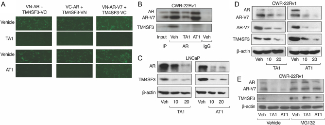 Peptides disrupting TM4SF3 interaction with AR or AR-V7 block prostate cancer cell proliferation.