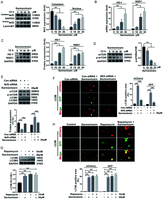 Sarmentosin Induces Autophagy-dependent Apoptosis via Activation of Nrf2 in Hepatocellular Carcinoma.