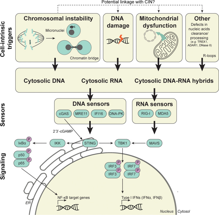 Chromosomal instability and inflammation: a catch-22 for cancer cells.