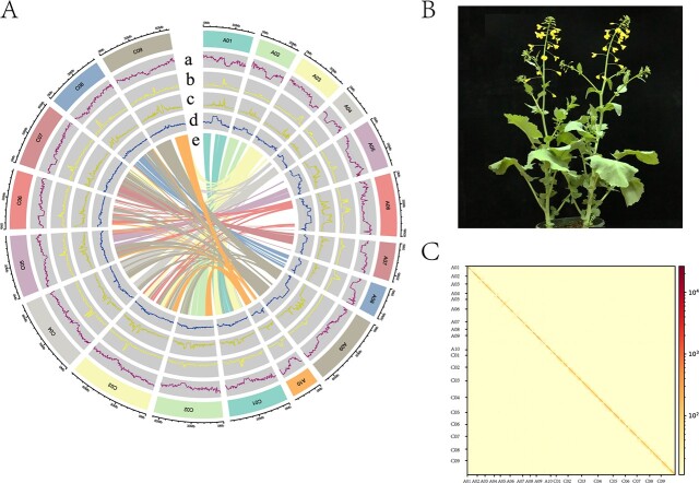 A gap-free reference genome reveals structural variations associated with flowering time in rapeseed (<i>Brassica napus</i>).