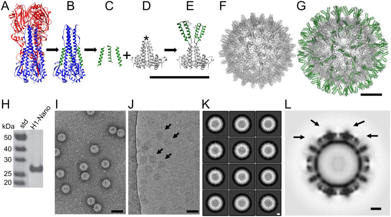 Designed nanoparticles elicit cross-reactive antibody responses to conserved influenza virus hemagglutinin stem epitopes.