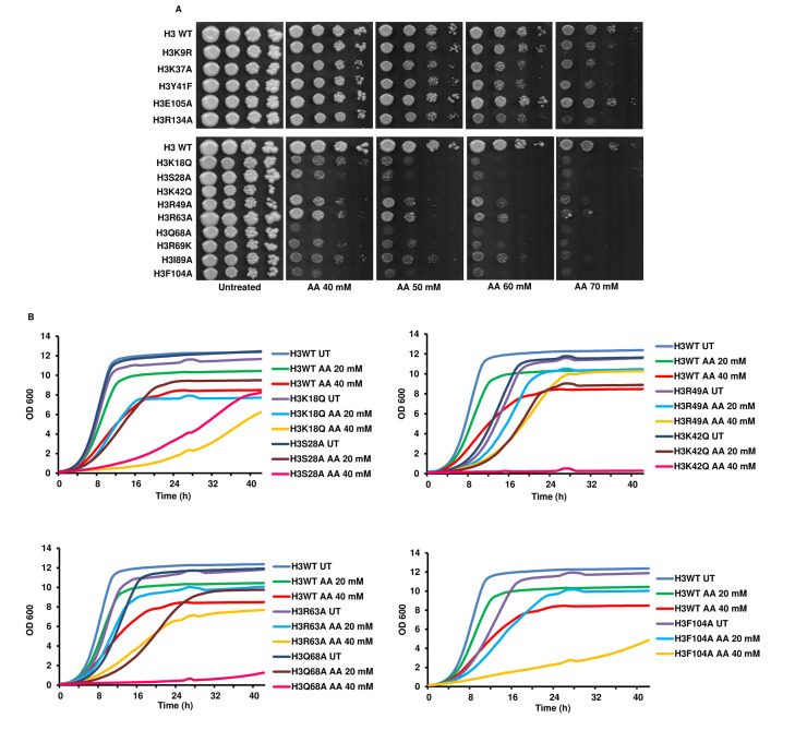 Investigation of the acetic acid stress response in <i>Saccharomyces cerevisiae</i> with mutated H3 residues.