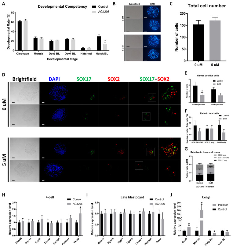 The number of primitive endoderm cells in the inner cell mass is regulated by platelet-derived growth factor signaling in porcine preimplantation embryos.