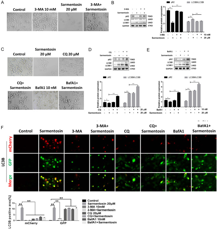 Sarmentosin Induces Autophagy-dependent Apoptosis via Activation of Nrf2 in Hepatocellular Carcinoma.