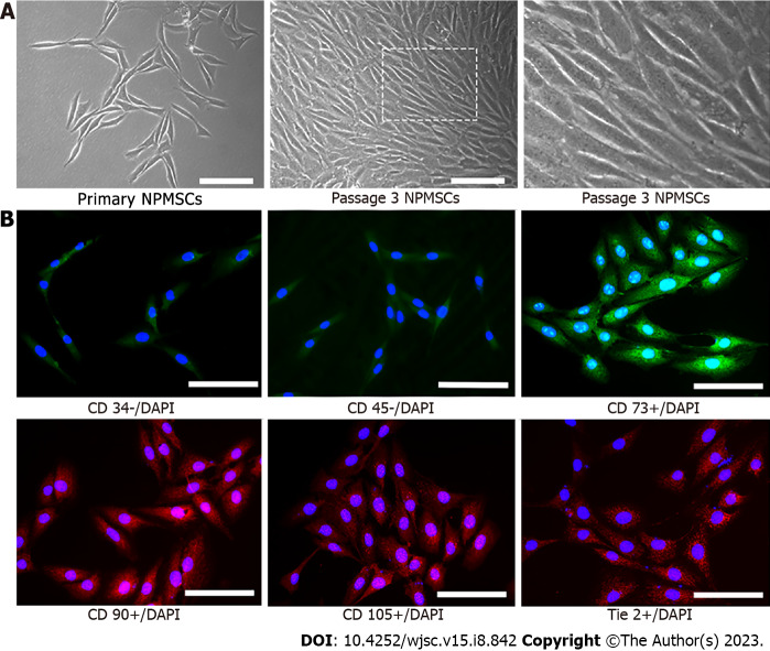 Quercetin ameliorates oxidative stress-induced senescence in rat nucleus pulposus-derived mesenchymal stem cells <i>via</i> the miR-34a-5p/SIRT1 axis.