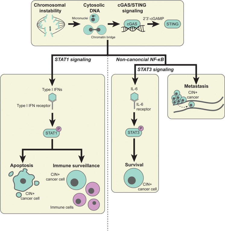 Chromosomal instability and inflammation: a catch-22 for cancer cells.