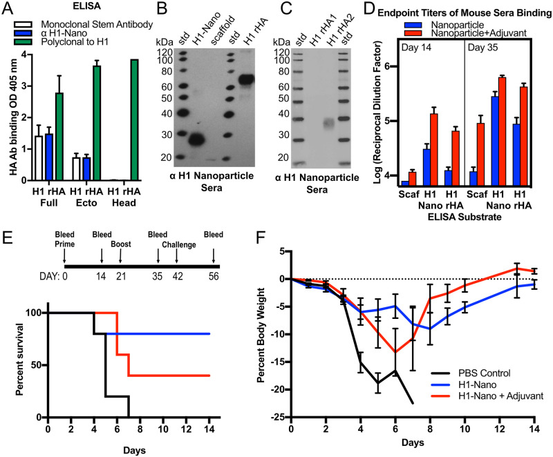 Designed nanoparticles elicit cross-reactive antibody responses to conserved influenza virus hemagglutinin stem epitopes.