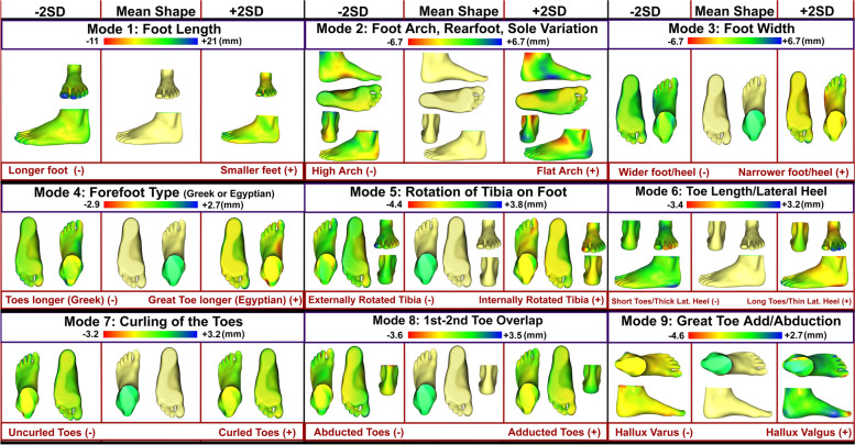 The relationship of three-dimensional foot morphology to clinical assessments and postural stability in adolescent male footballers.