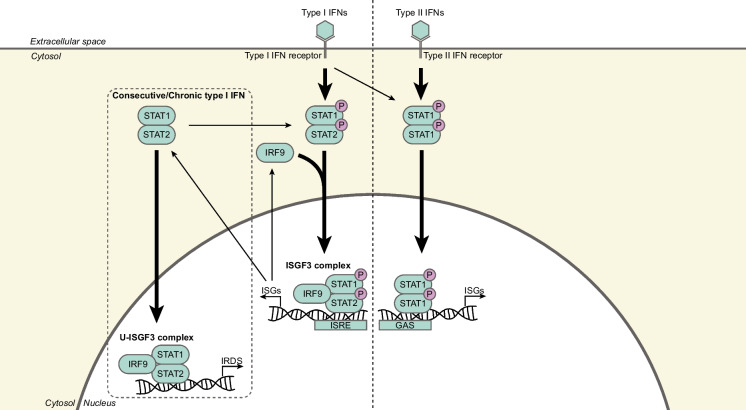 Chromosomal instability and inflammation: a catch-22 for cancer cells.