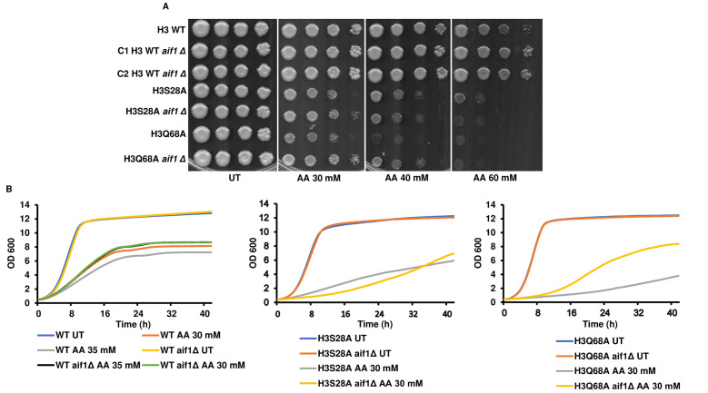 Investigation of the acetic acid stress response in <i>Saccharomyces cerevisiae</i> with mutated H3 residues.