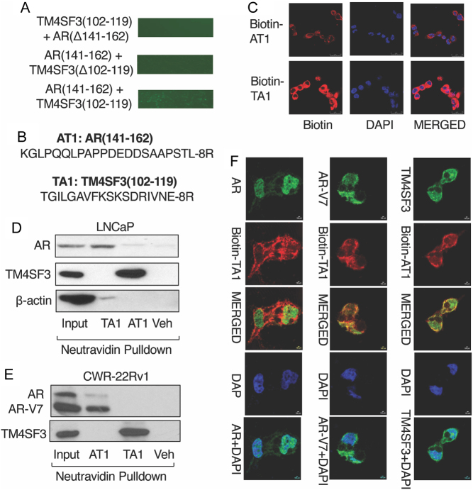 Peptides disrupting TM4SF3 interaction with AR or AR-V7 block prostate cancer cell proliferation.