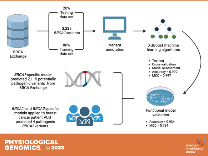 <i>BRCA1</i>-specific machine learning model predicts variant pathogenicity with high accuracy.