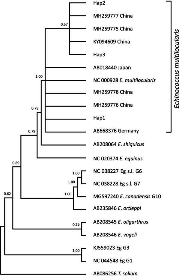 Infection of sheep by Echinococcus multilocularis in Gansu, China: evidence from mitochondrial and nuclear DNA analysis.