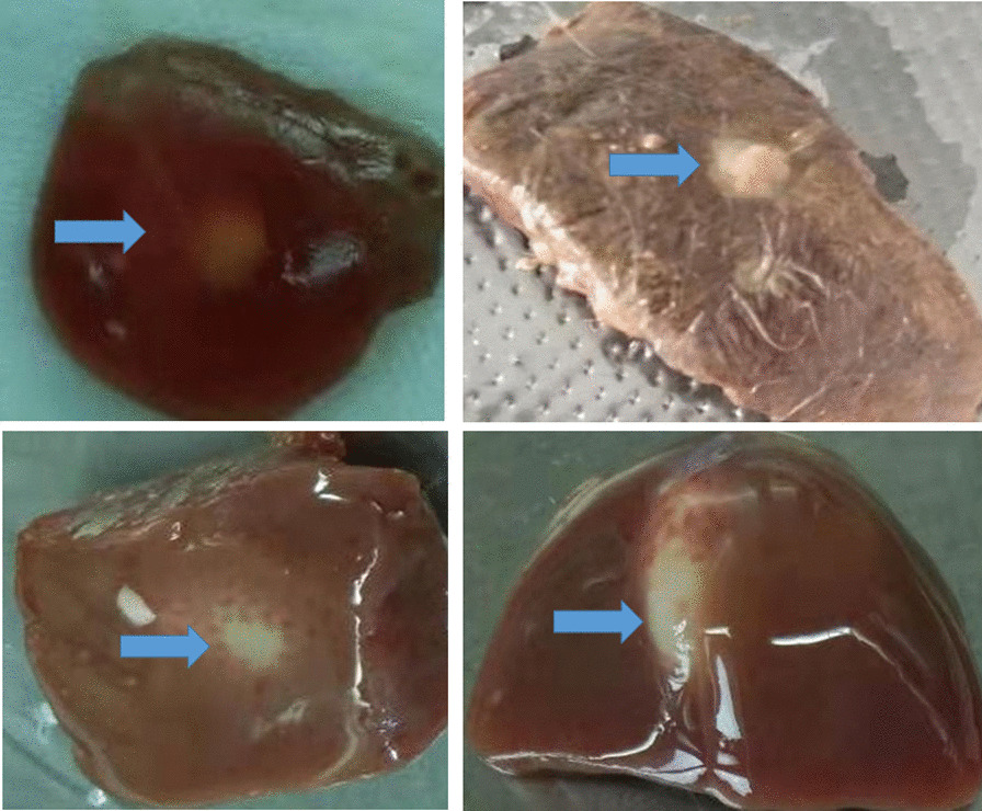 Infection of sheep by Echinococcus multilocularis in Gansu, China: evidence from mitochondrial and nuclear DNA analysis.