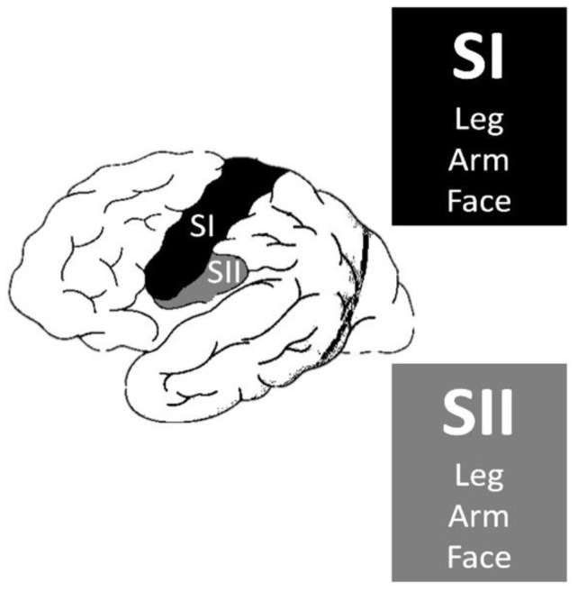 Somatosensory Auras in Epilepsy: A Narrative Review of the Literature.