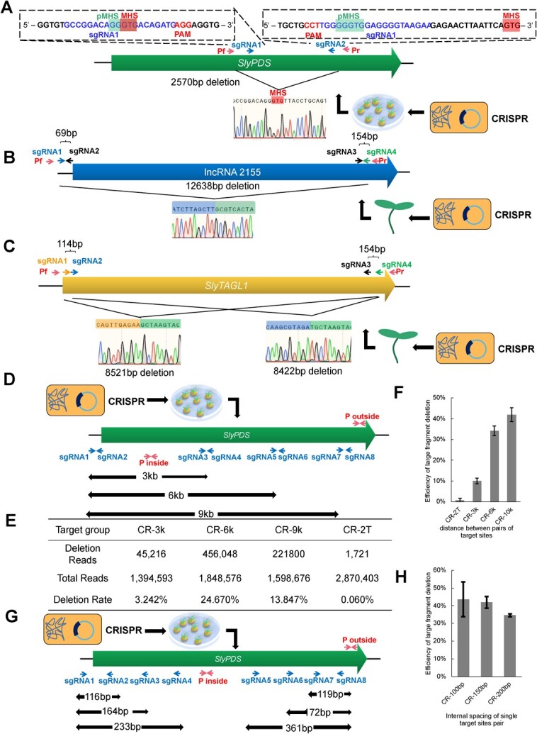 Efficient large fragment deletion in plants: double pairs of sgRNAs are better than dual sgRNAs.