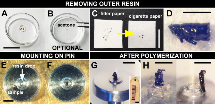 Minimal resin embedding of SBF-SEM samples reduces charging and facilitates finding a surface-linked region of interest.