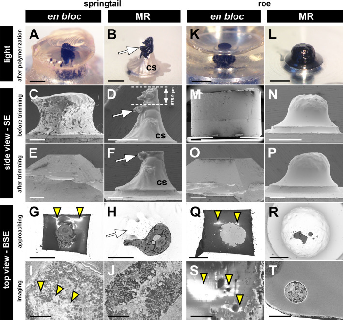 Minimal resin embedding of SBF-SEM samples reduces charging and facilitates finding a surface-linked region of interest.