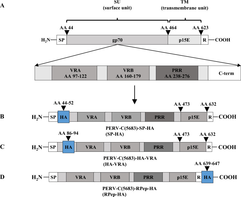 Analysis of PERV-C superinfection resistance using HA-tagged viruses.