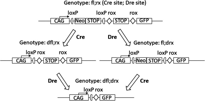 Nomenclature for standardized designation of diploid genotypes in genetically modified laboratory animals.