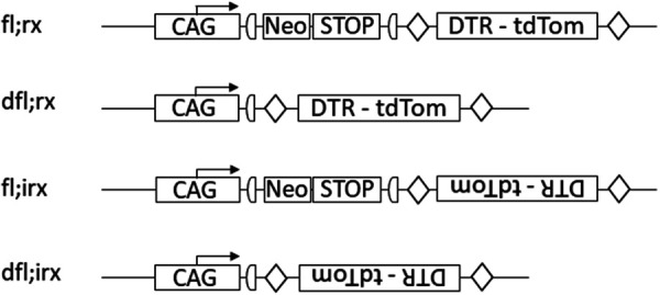 Nomenclature for standardized designation of diploid genotypes in genetically modified laboratory animals.