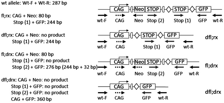 Nomenclature for standardized designation of diploid genotypes in genetically modified laboratory animals.