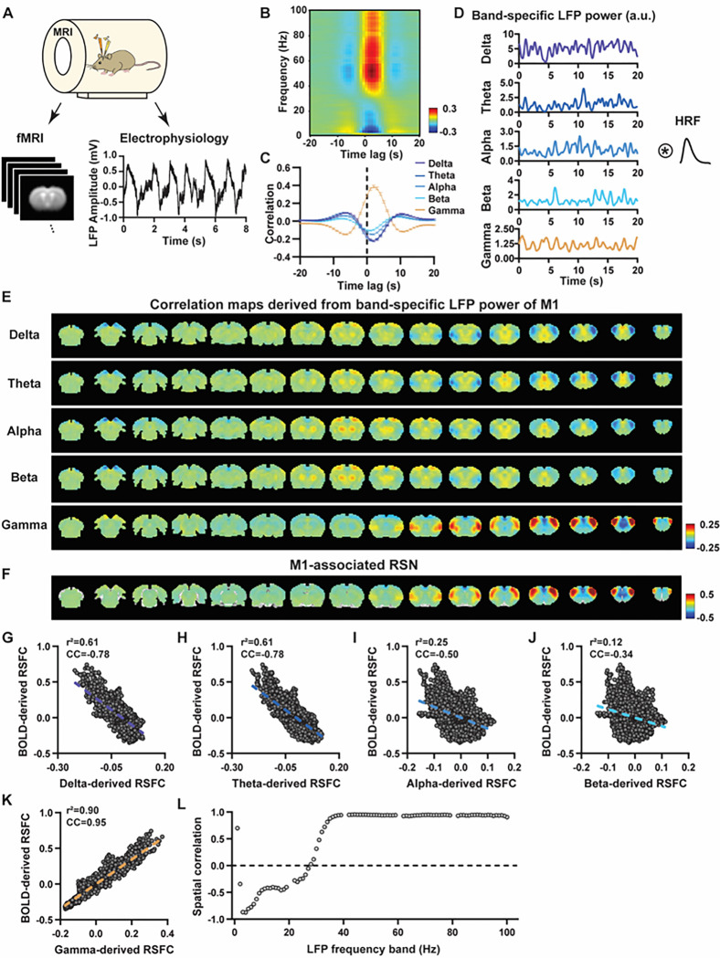 Disparity in temporal and spatial relationships between resting-state electrophysiological and fMRI signals.