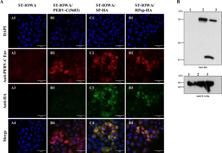 Analysis of PERV-C superinfection resistance using HA-tagged viruses.