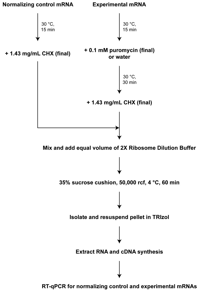 In vitro Analysis of Stalled Ribosomes Using Puromycin Incorporation.