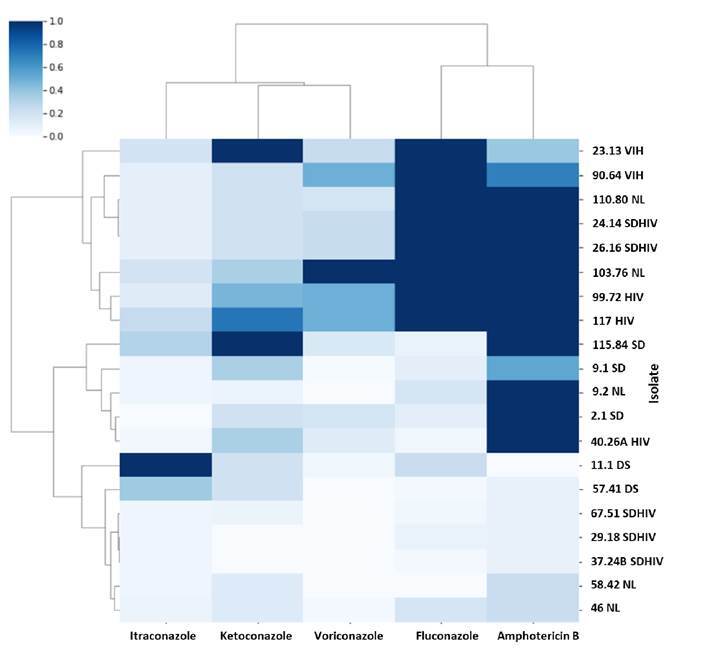 In vitro sensitivity of Malassezia furfur isolates from HIV-positive and negative patients to antifungal agents