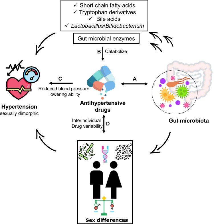 Sexual Dimorphic Interplays Between Gut Microbiota and Antihypertensive Drugs.