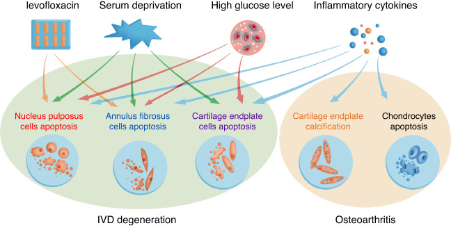 Low back pain and osteoarthritis pain: a perspective of estrogen.