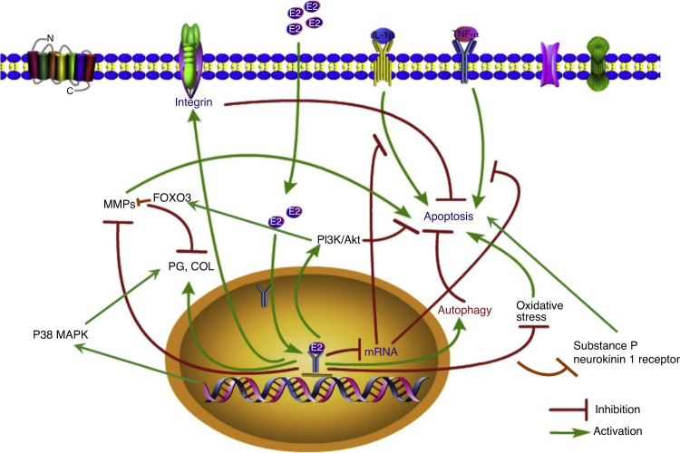 Low back pain and osteoarthritis pain: a perspective of estrogen.