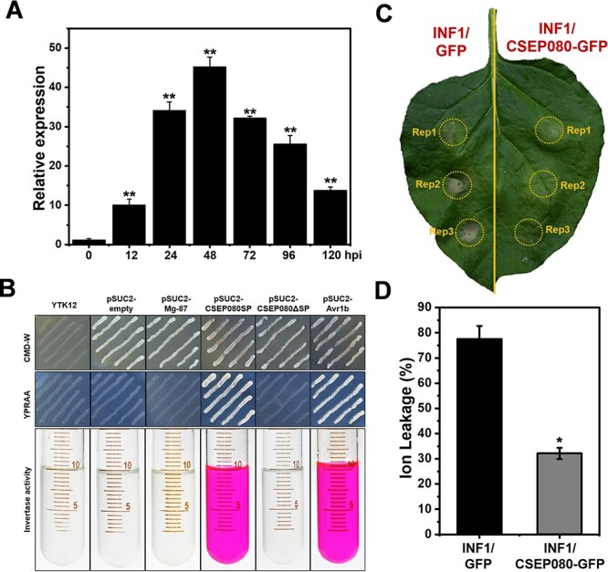 An effector of <i>Erysiphe necator</i> translocates to chloroplasts and plasma membrane to suppress host immunity in grapevine.