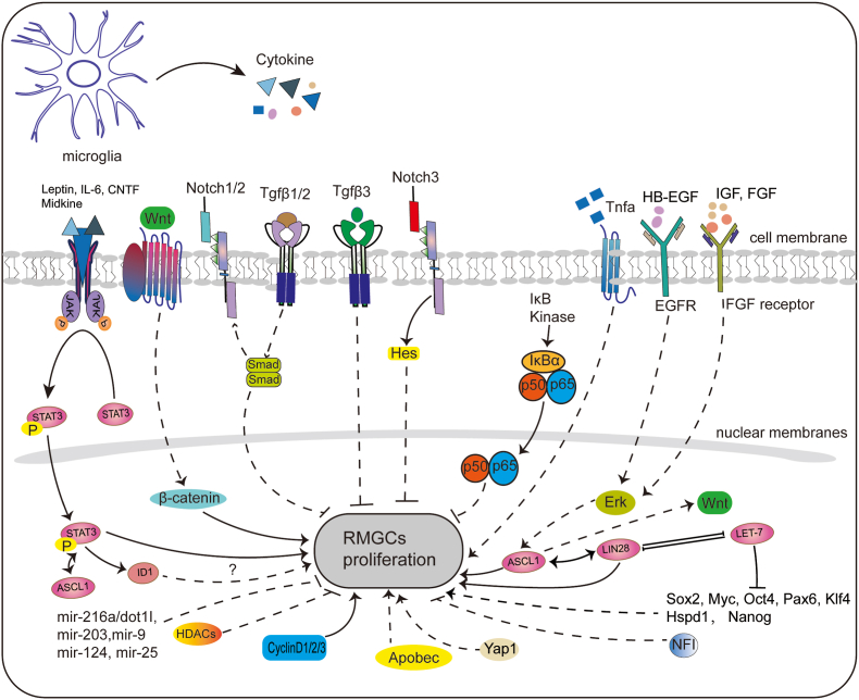 Genetic and epigenetic regulators of retinal Müller glial cell reprogramming