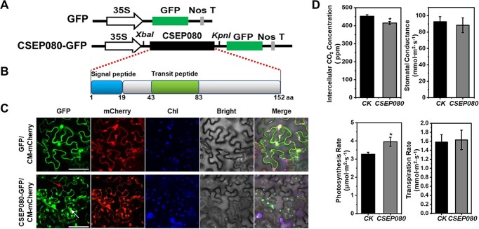 An effector of <i>Erysiphe necator</i> translocates to chloroplasts and plasma membrane to suppress host immunity in grapevine.