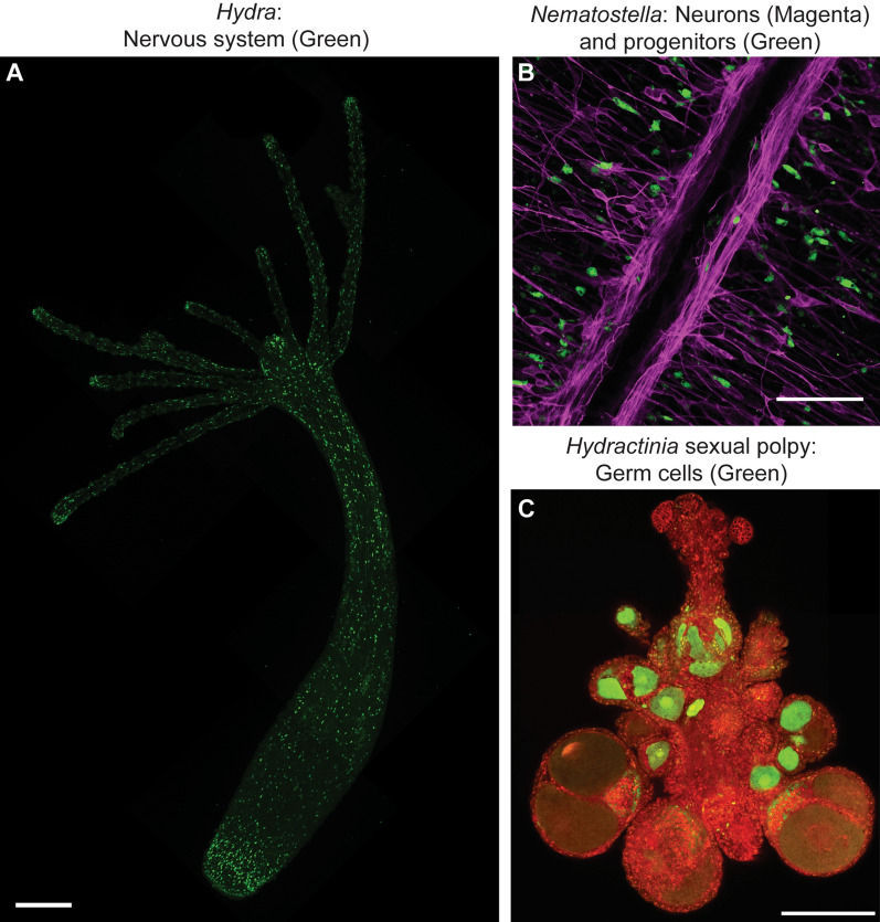 Cnidofest 2022: hot topics in cnidarian research.