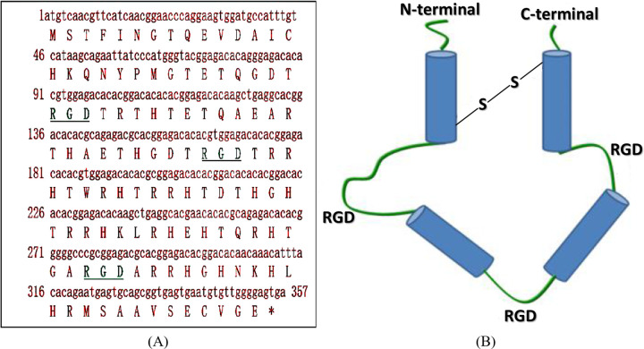 A picogram BA-ELISA quantification assay for rLj-RGD3, a platelet fibrinogen receptor antagonist, in the rat plasma and its application to a pharmacokinetic study.