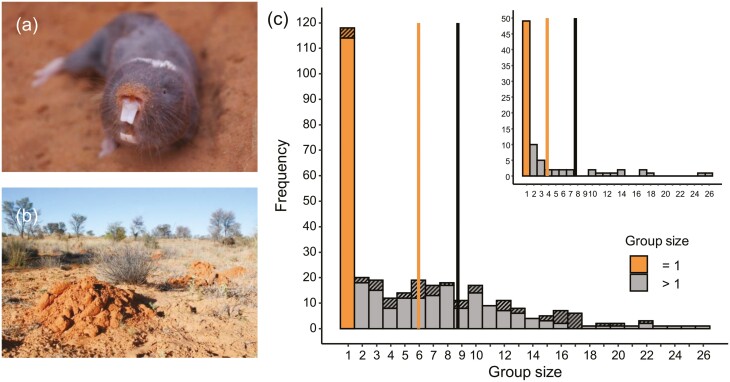 Damaraland mole-rats do not rely on helpers for reproduction or survival.