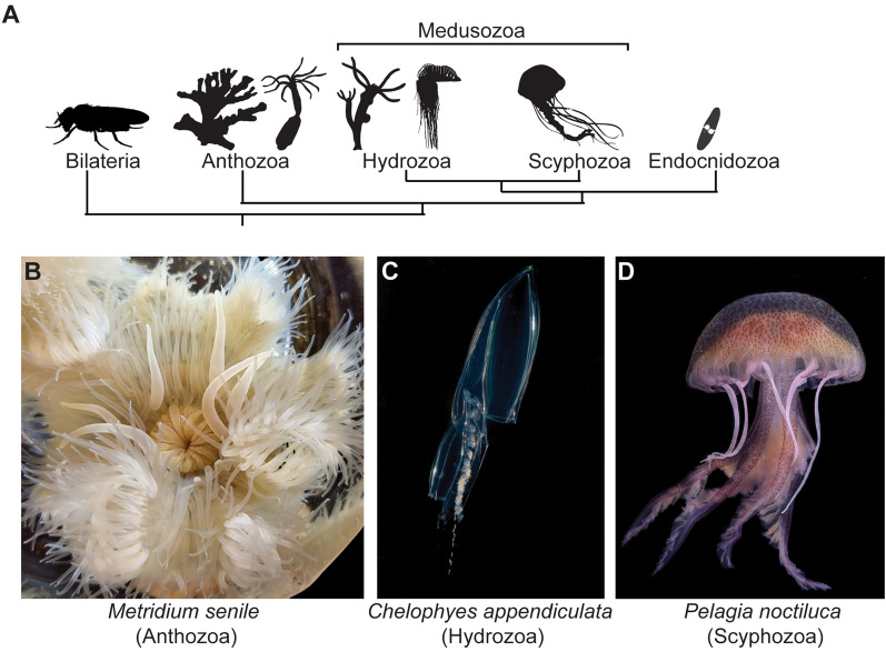 Cnidofest 2022: hot topics in cnidarian research.