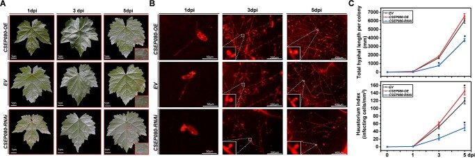 An effector of <i>Erysiphe necator</i> translocates to chloroplasts and plasma membrane to suppress host immunity in grapevine.